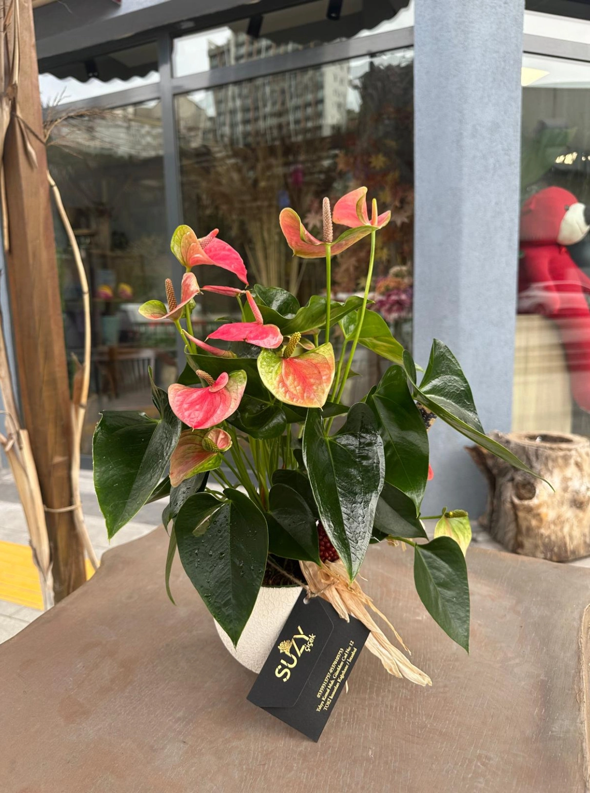 Serami̇k Saksi İçeri̇si̇nde Pembe Antori̇um