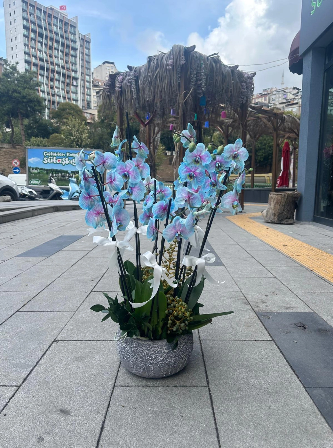 8 Dalli Okyanus Mavi̇si̇ Premi̇um Orki̇de