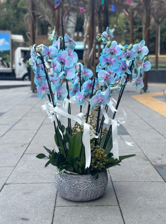 8 Dalli Okyanus Mavi̇si̇ Premi̇um Orki̇de