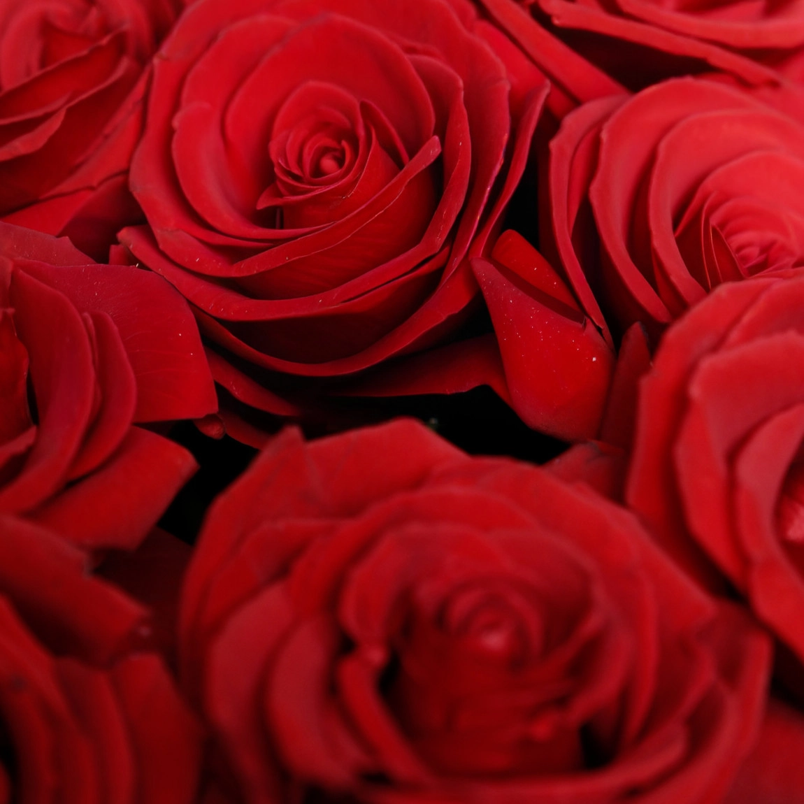 Aşkın Simgesi 41  Kırmızı Gül Arajmanı