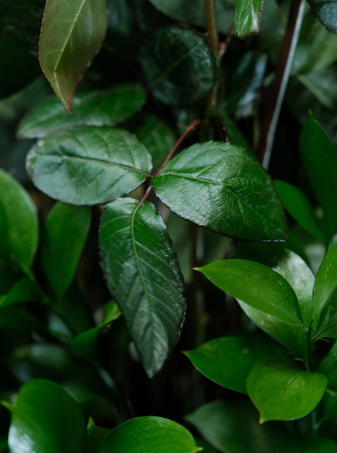 Aşkın Simgesi 41  Kırmızı Gül Arajmanı