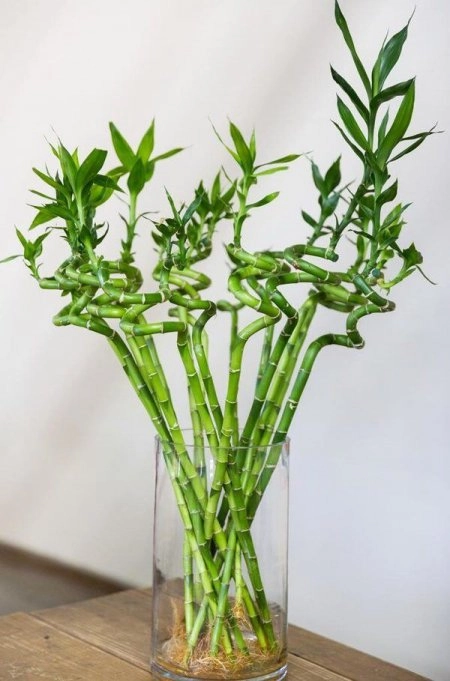 Asya Esintisi Bambu Şöleni 12Li Bambu Çubukları