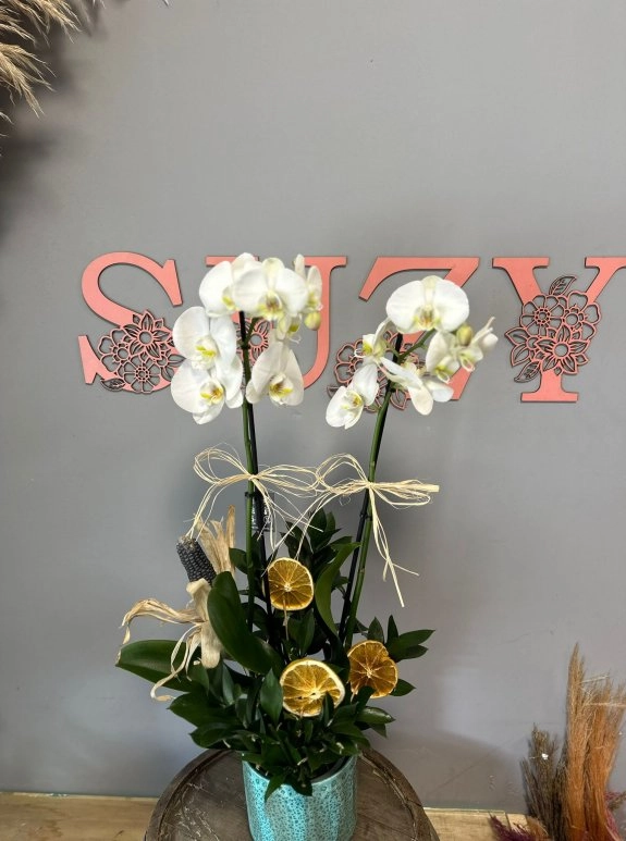 Çift Dal Beyaz Premium Orkide