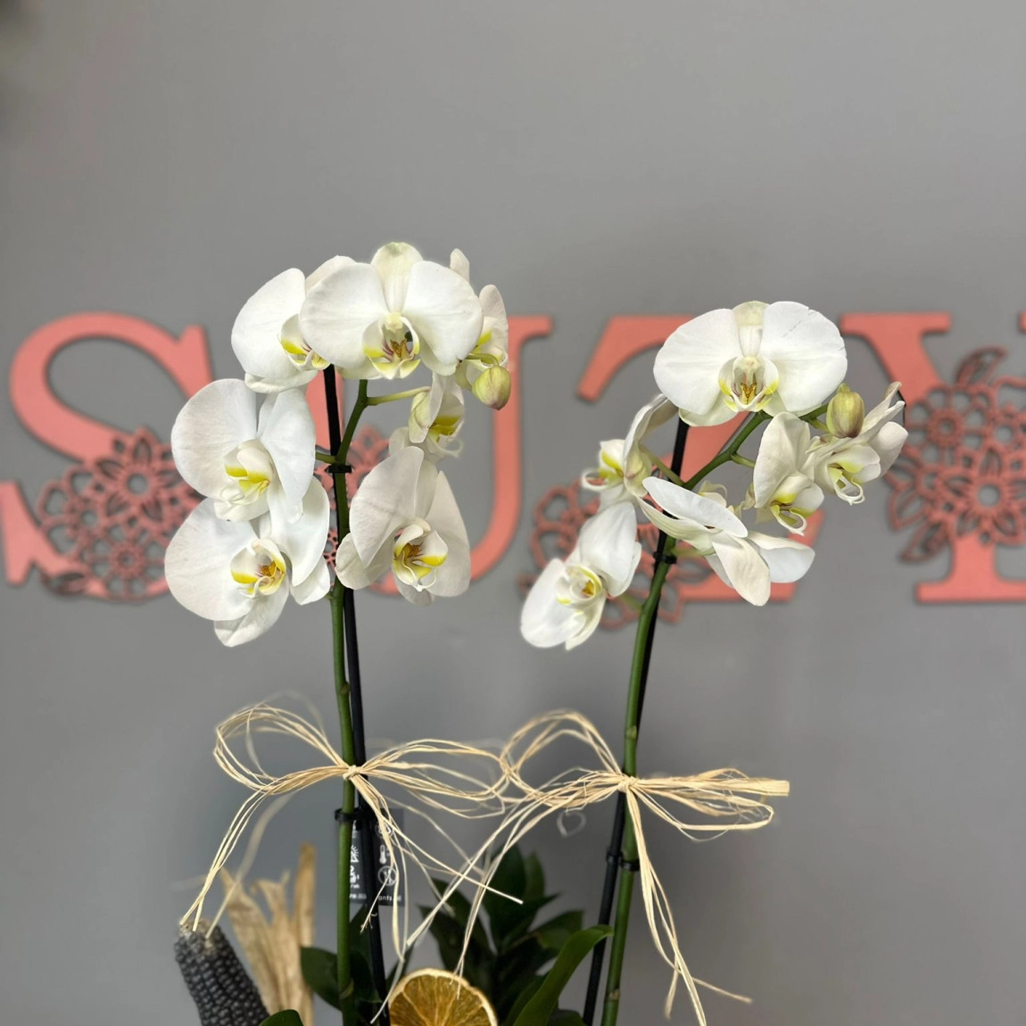 Çift Dal Beyaz Premium Orkide