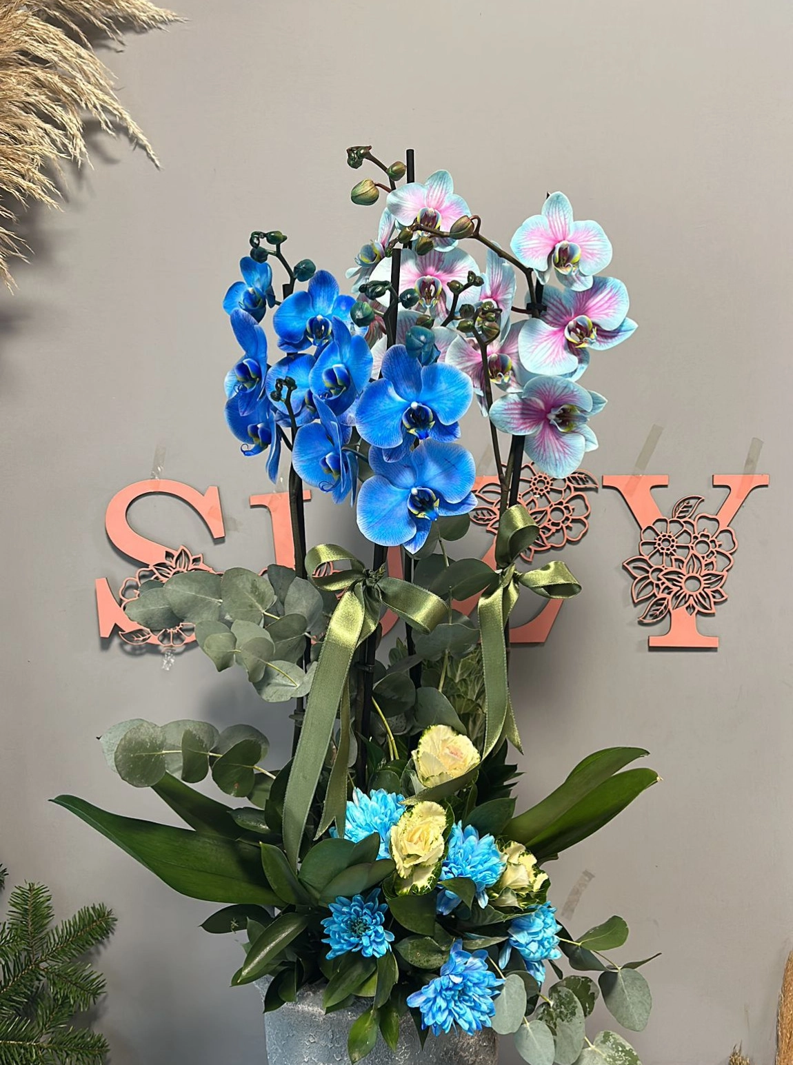 Çift Ton Mavi 4 Dallı Orkide - Modern Saksıda