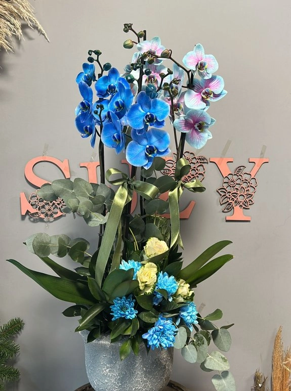 Çift Ton Mavi 4 Dallı Orkide - Modern Saksıda