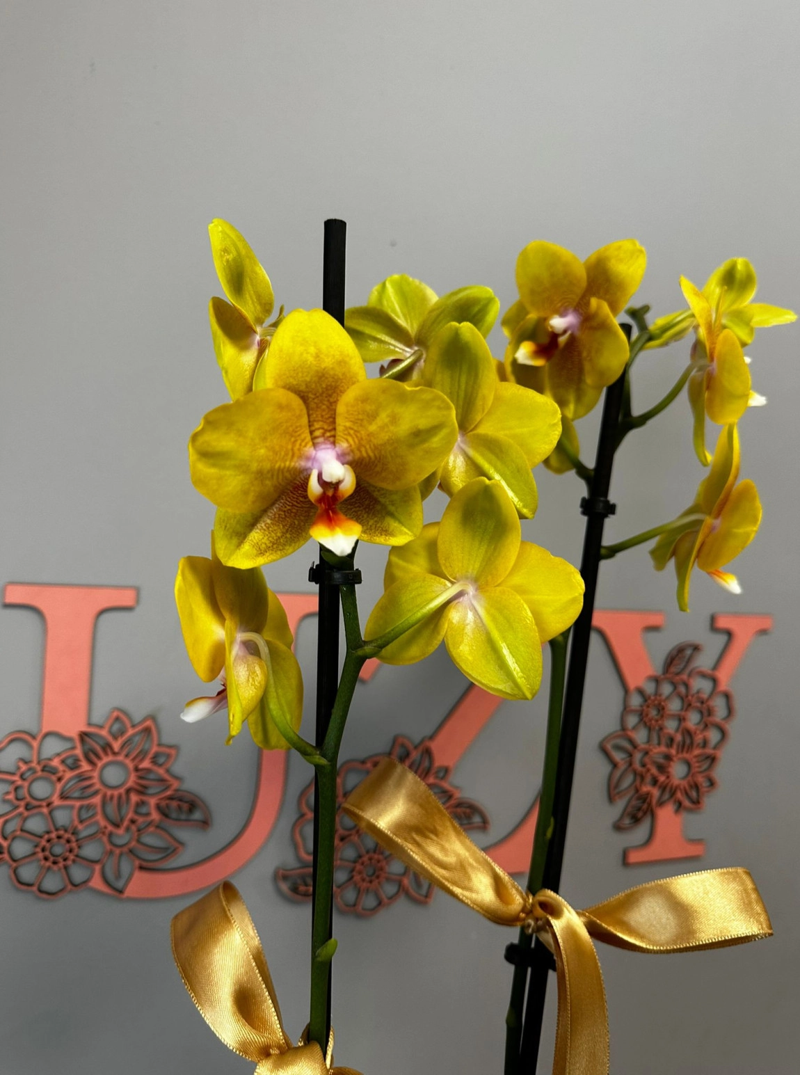 Gün Işığı Sarı Renkli Orkide