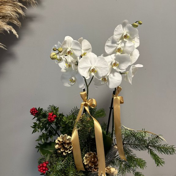 Koki̇na Süslemeli̇ Zari̇f Yeni̇ Yil Orki̇desi̇