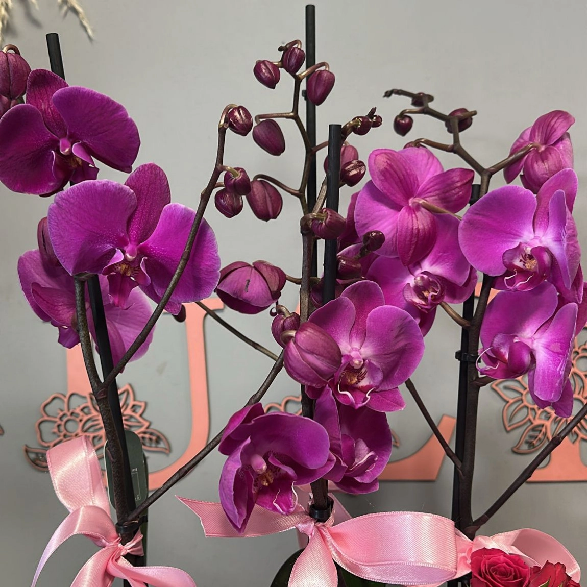 Orkide Ve Lilyumla Asaletin Buluşması