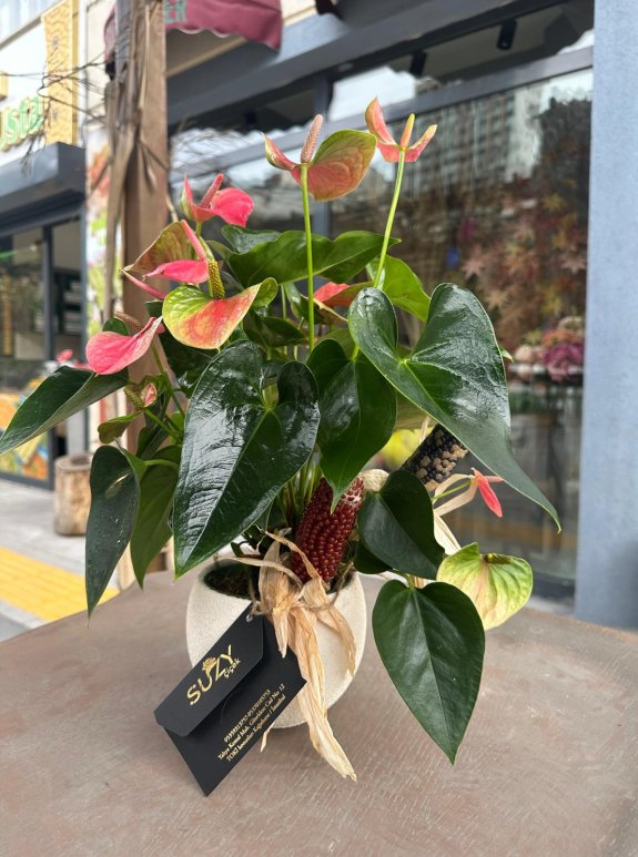 Serami̇k Saksi İçeri̇si̇nde Pembe Antori̇um