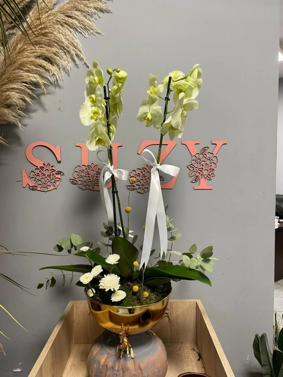 Çift Dal Yeşil Orkide Aranjmanı