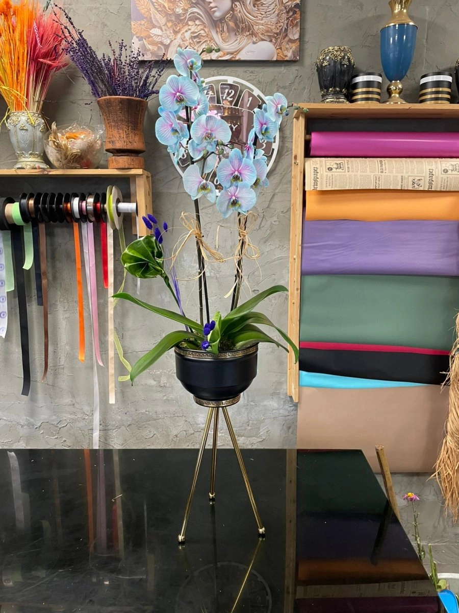 Çift Dal Mavi Özel Renk Orkide Aranjmanı